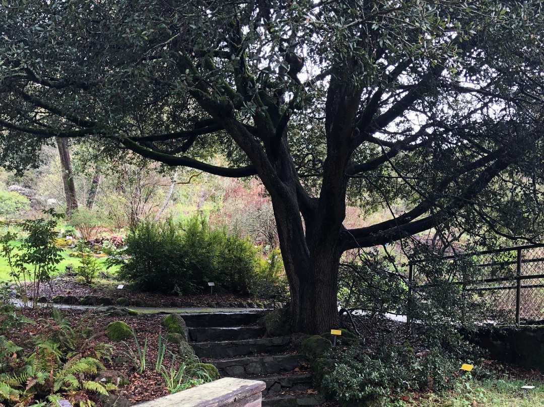 Regional Parks Botanic Garden-伯克利必去景点