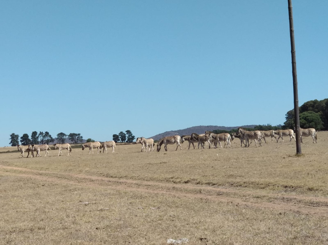 Cloof Wine Estate-Darling必去景点