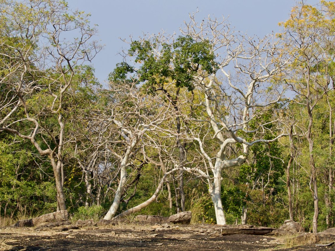 Pench Tiger Reserve景点图片