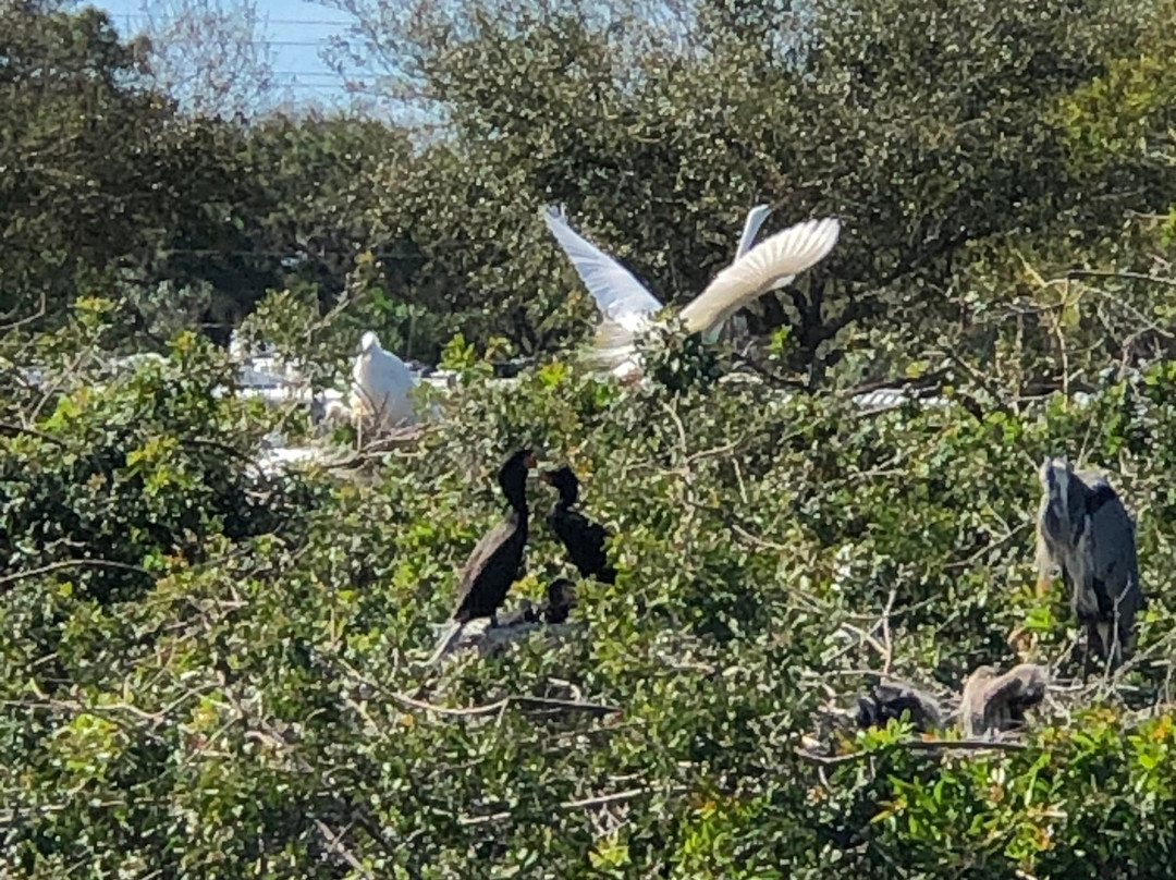 The Venice Area Audubon Rookery景点图片