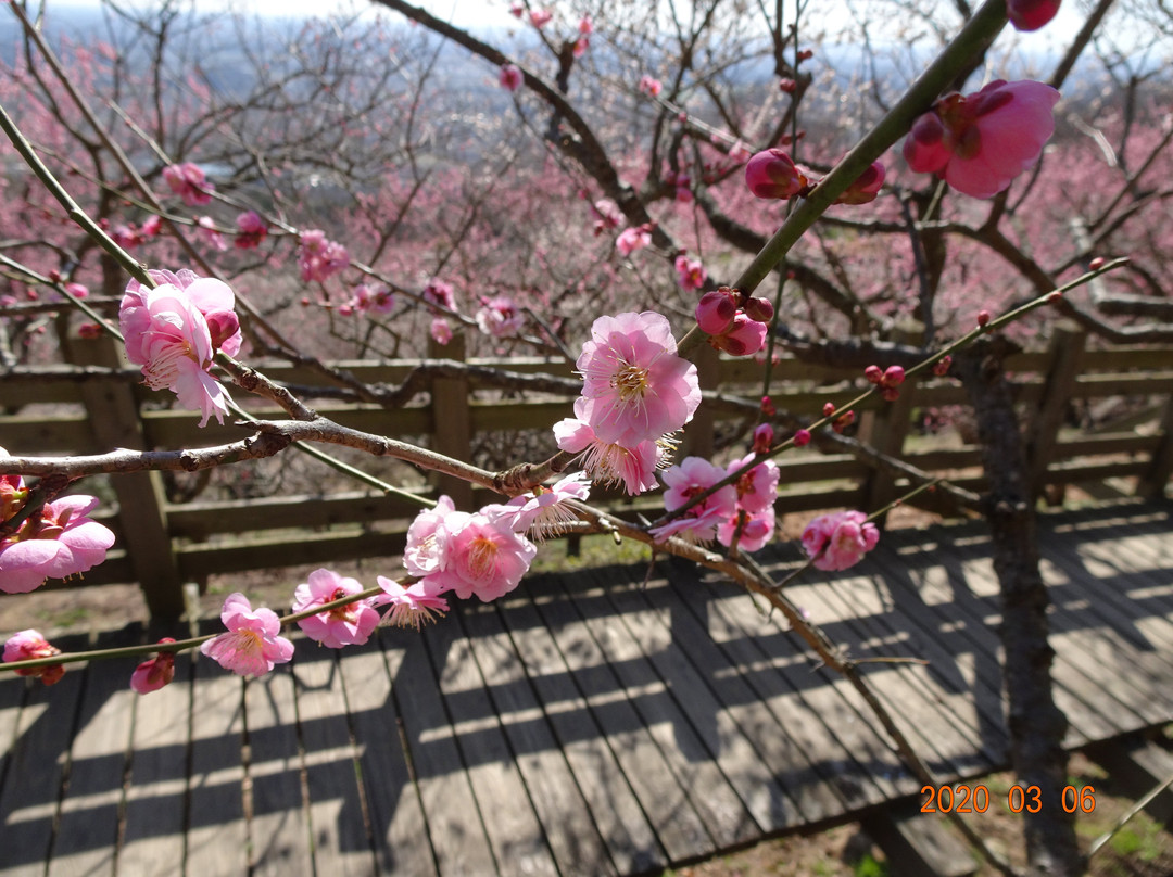 Mt. Tsukuba Ume Blossom Matsuri-筑波市必去景点