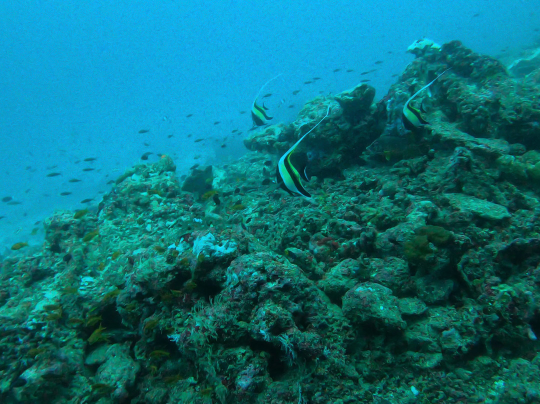 Sub Oceanic Dive Club景点图片