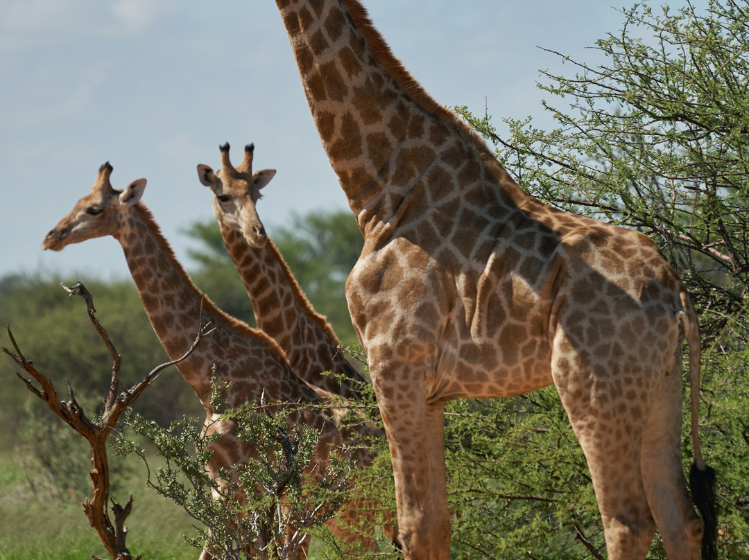 Erindi Game Reserve-Omaruru必去景点