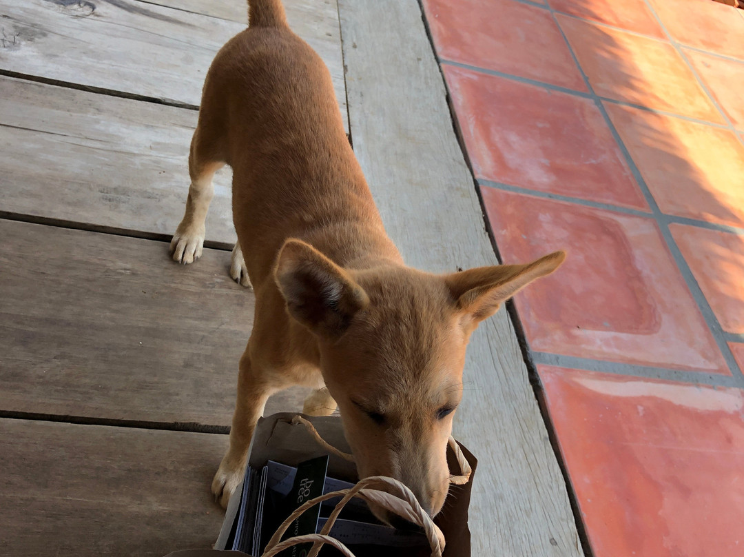 BoTree Farm-贡布必去景点