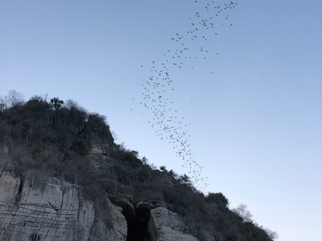 Battambang Bat Caves景点图片