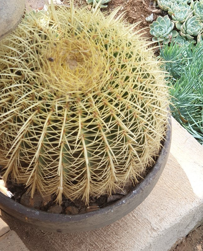 Tower of Pizza主图