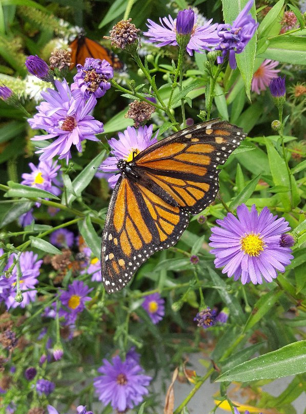 West Lynn Garden-New Lynn必去景点