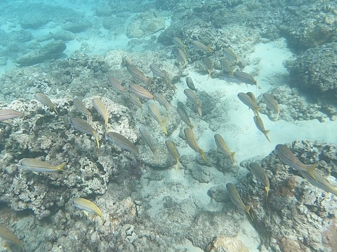 Eco Tours Maui LLC景点图片