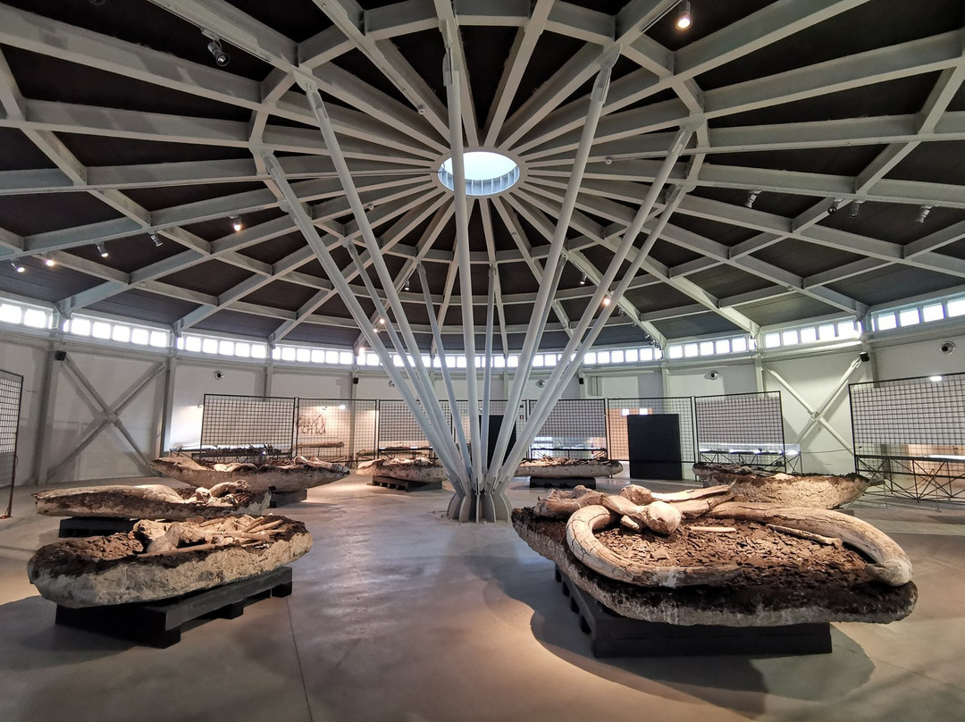 Museo Paleontologico "Luigi Boldrini"景点图片