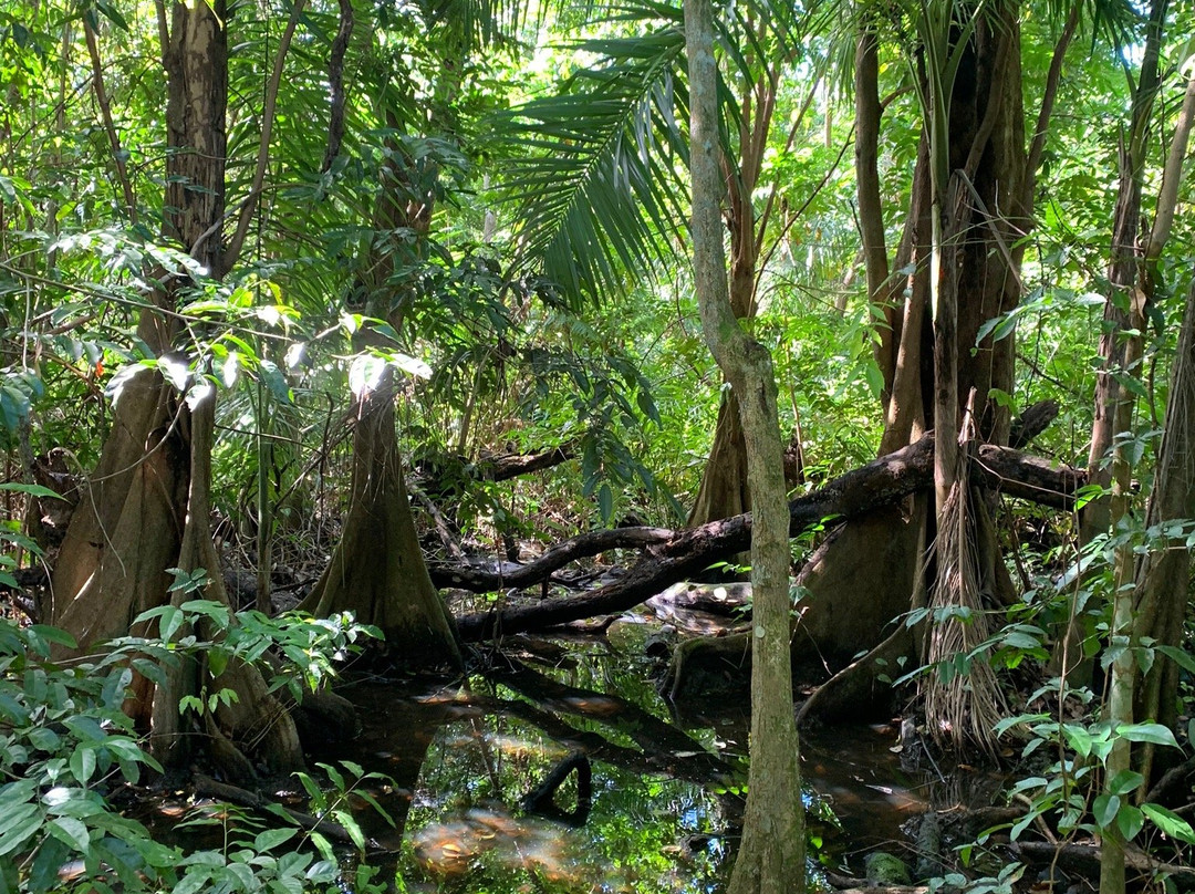 Pterocarpus Forest - Palmas del Mar景点图片