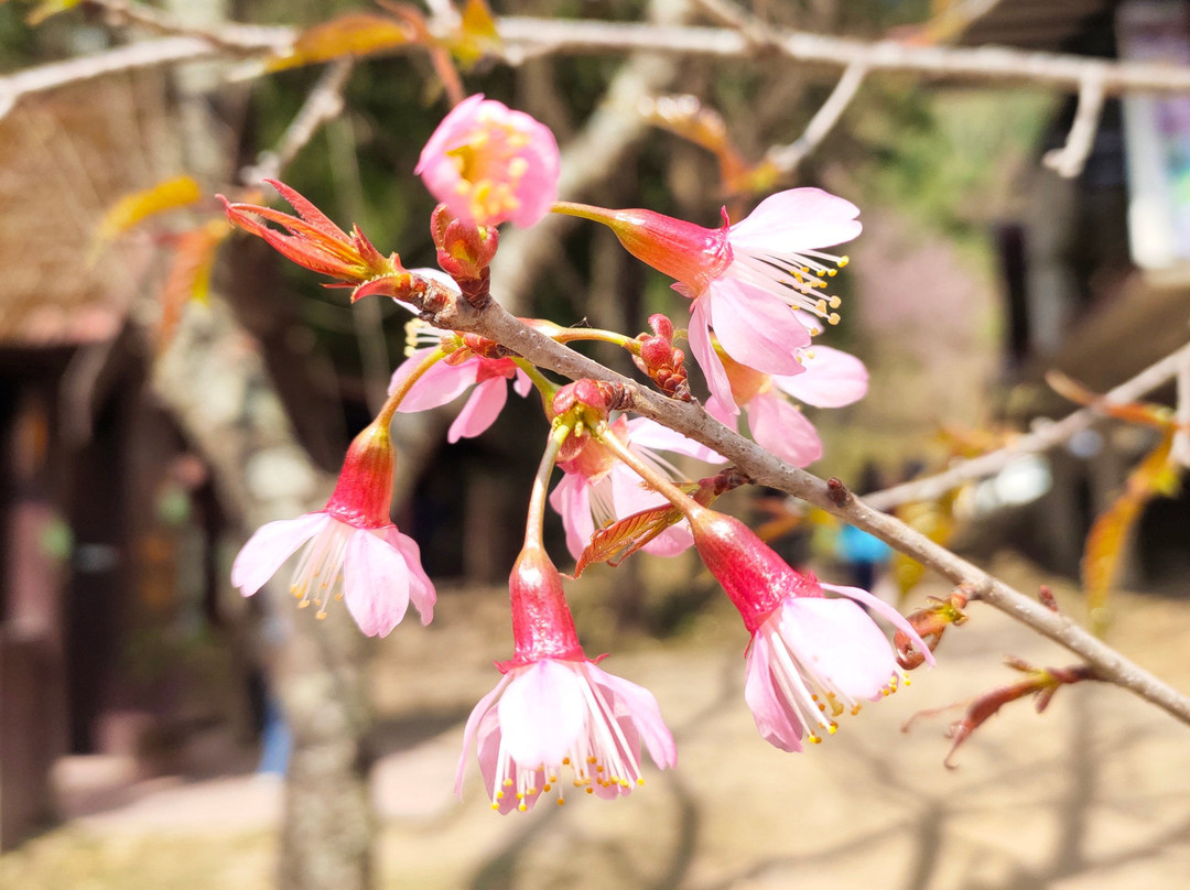 Doi Phu Kha National Park景点图片