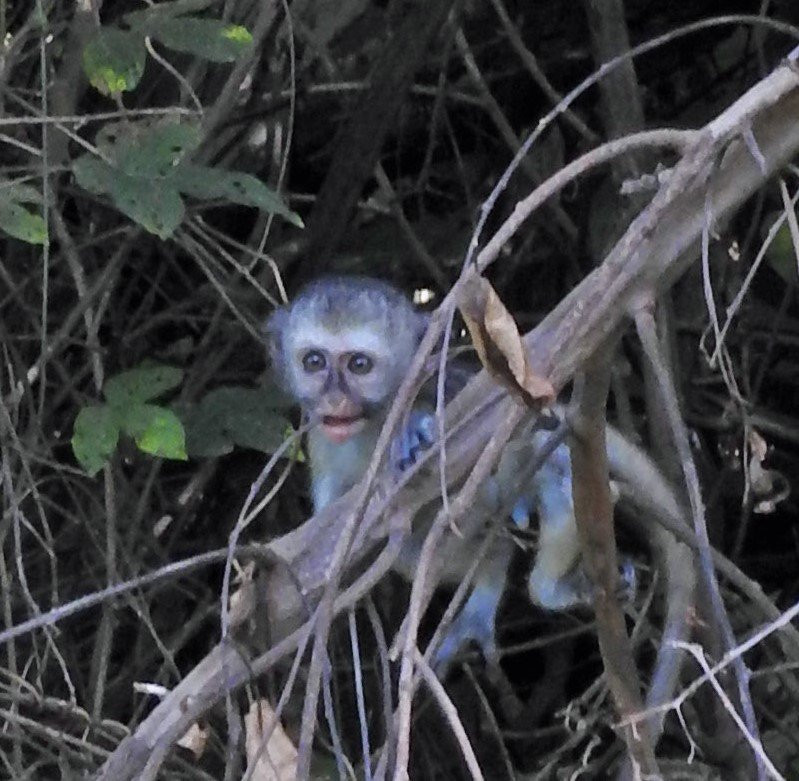 Tanzania Oribi Safaris景点图片