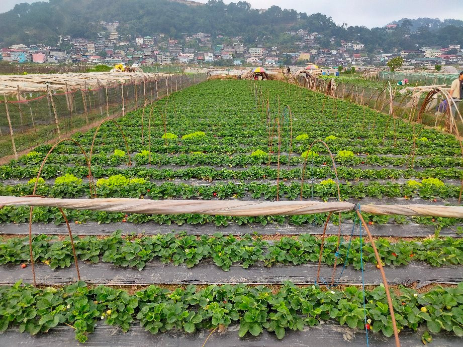 Strawberry Farm景点图片