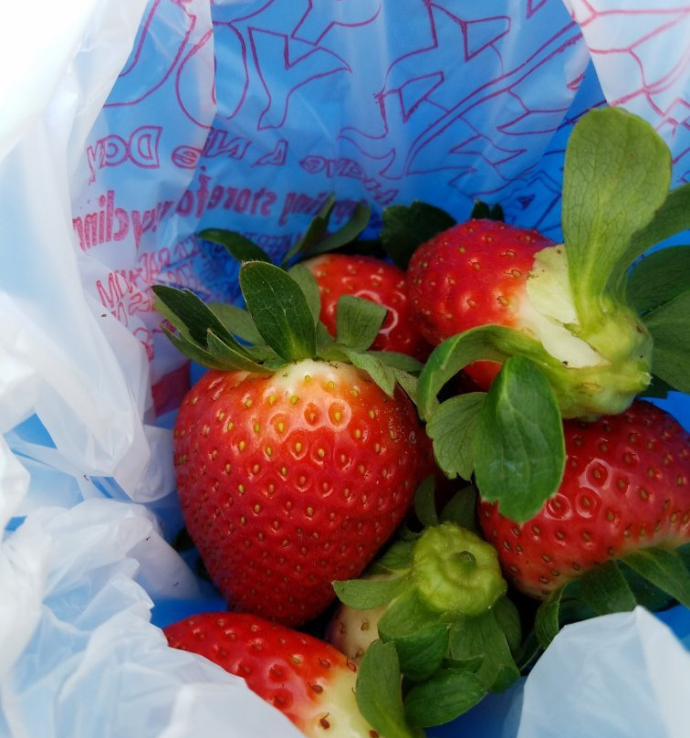 Farmer Mikes U Pick Of Bonita Springs-博尼塔斯普林斯必去景点