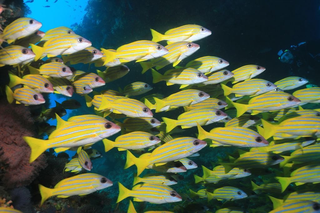 Maldives Diving Loabi-Fenfushi Island必去景点