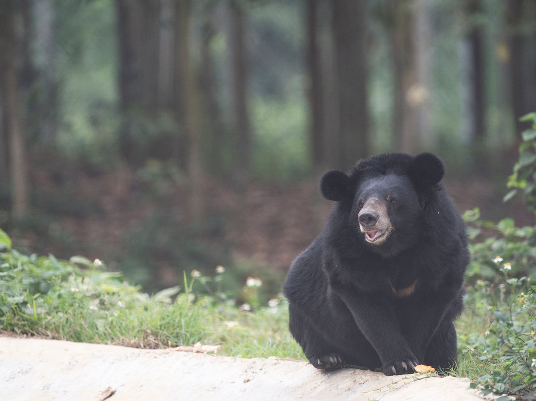 Bear Sanctuary Ninh Binh景点图片