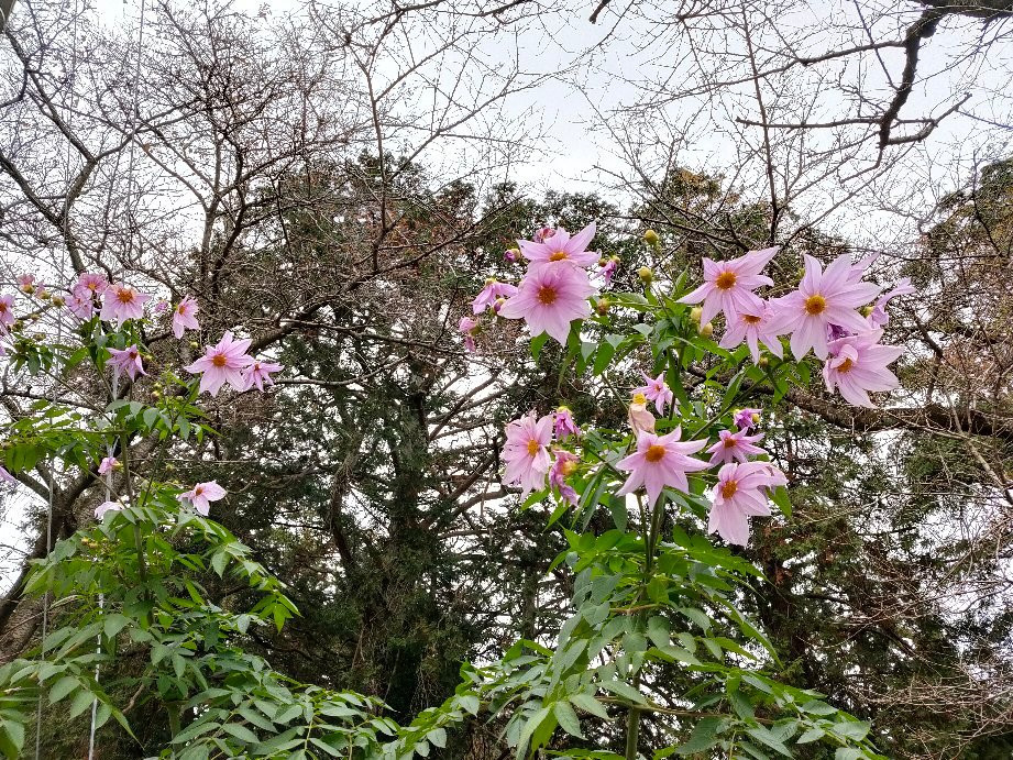 Kenshindaira-栃木市必去景点