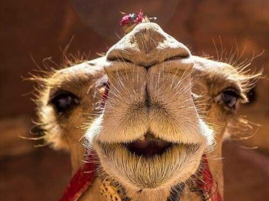 Wadi Rum Desert Tours-瓦地伦必去景点