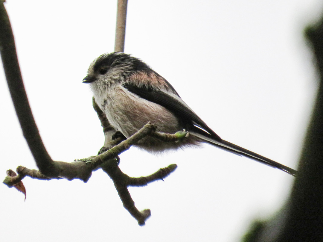 Beechwood Park景点图片