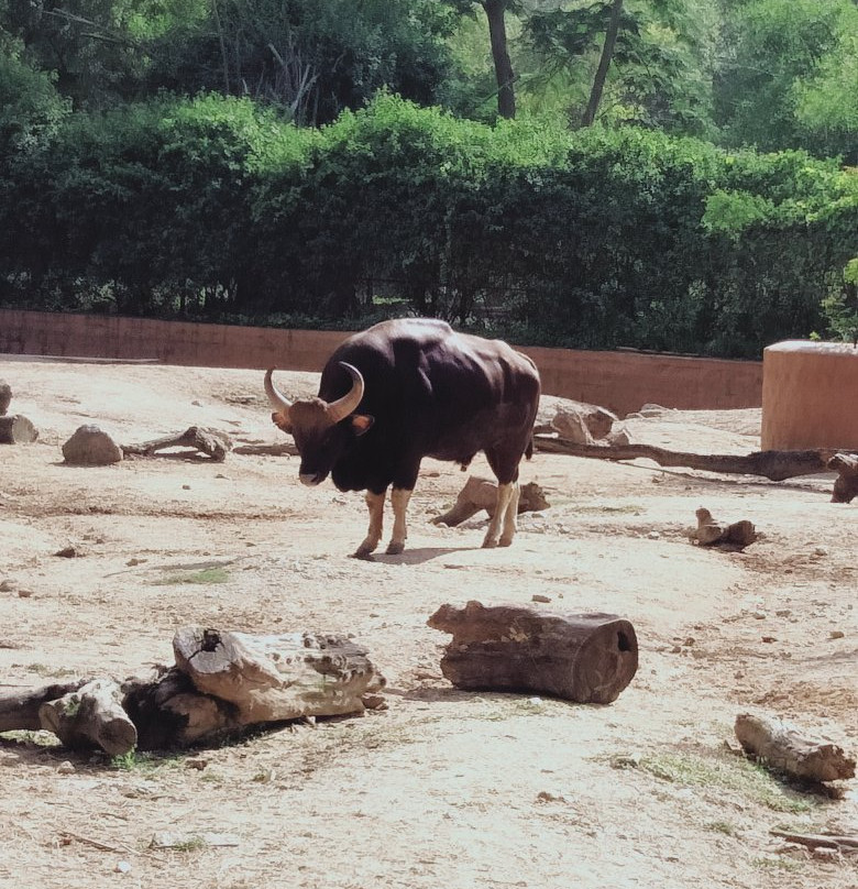 Sri Chamarajendra Zoological Gardens景点图片