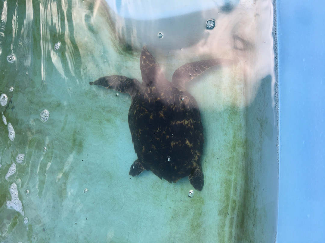 Museu das Tartarugas - ONG Ecoassociados-嘎林海斯港必去景点