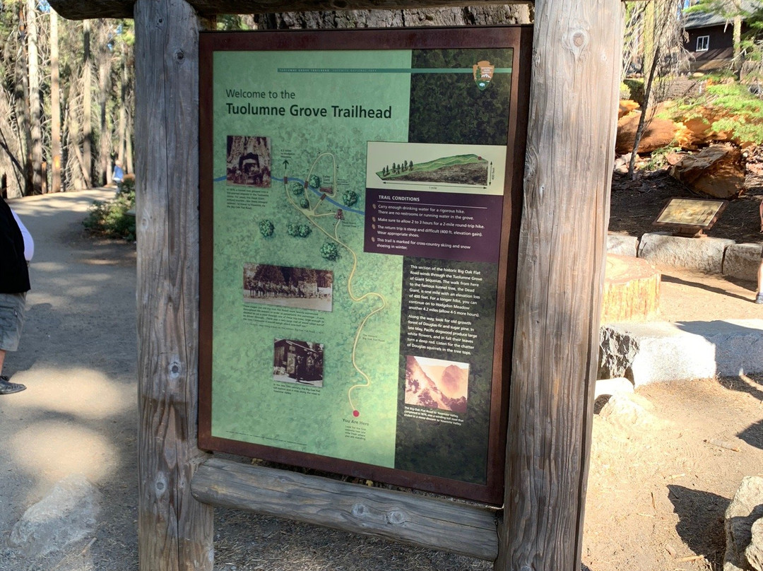 Tuolumne Grove of Giant Sequoias-优胜美地国家公园必去景点