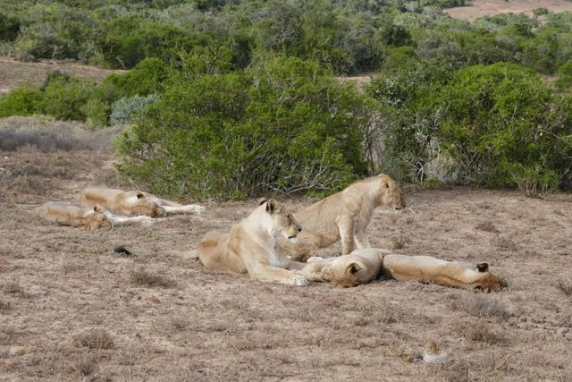 Shamwari Lobengula主图