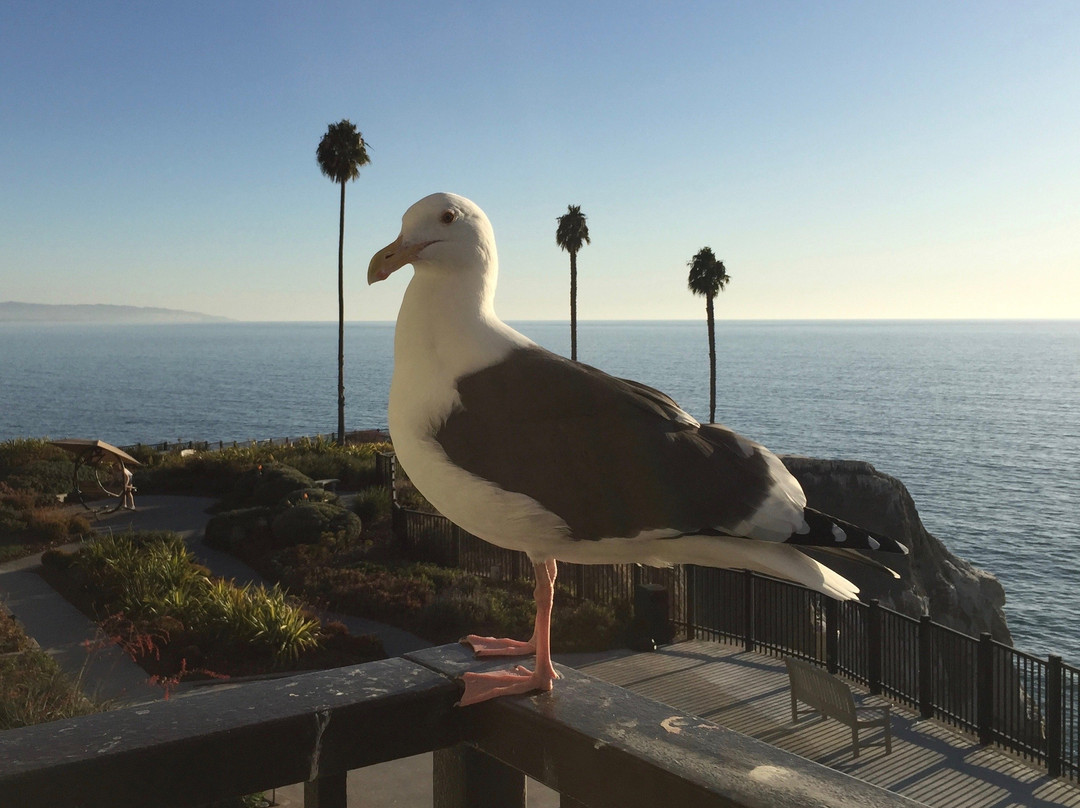 Pismo State Beach景点图片