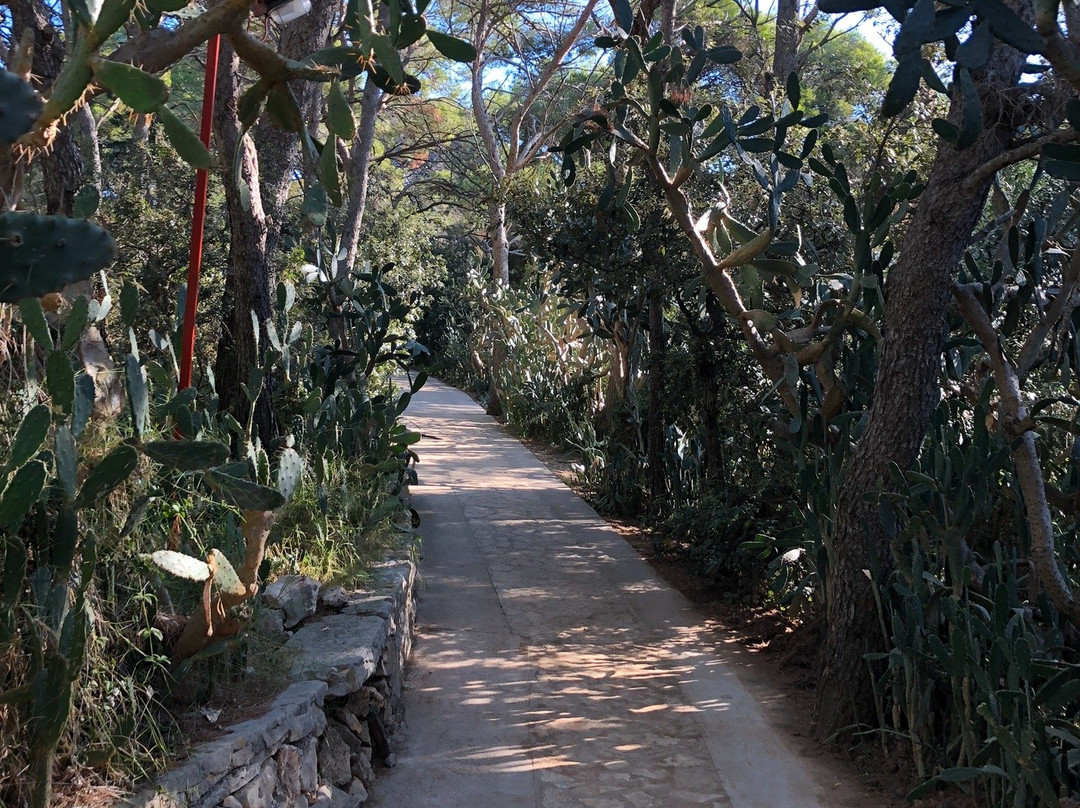 Palmizana Botanical Garden景点图片
