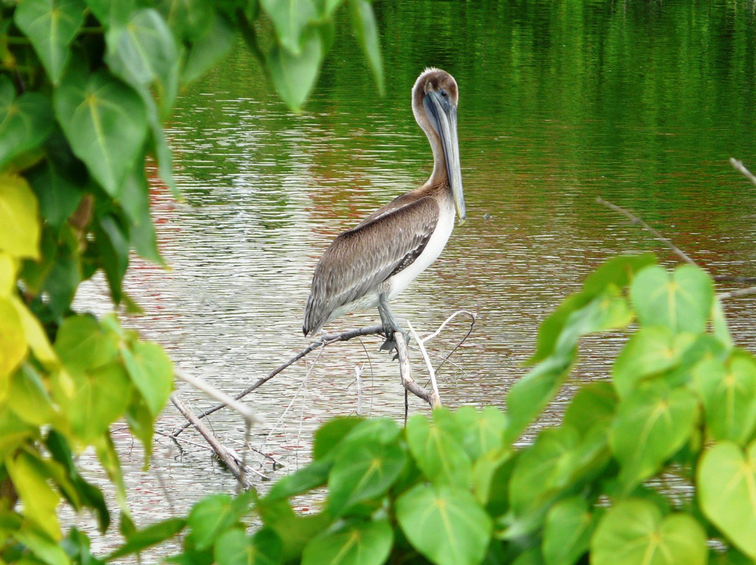 Seagrape Tours-菲利普斯堡必去景点