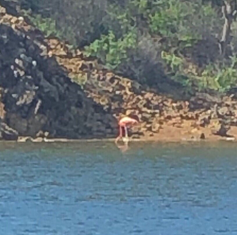 Bonaire Tours & Vacations-Kralendijk必去景点