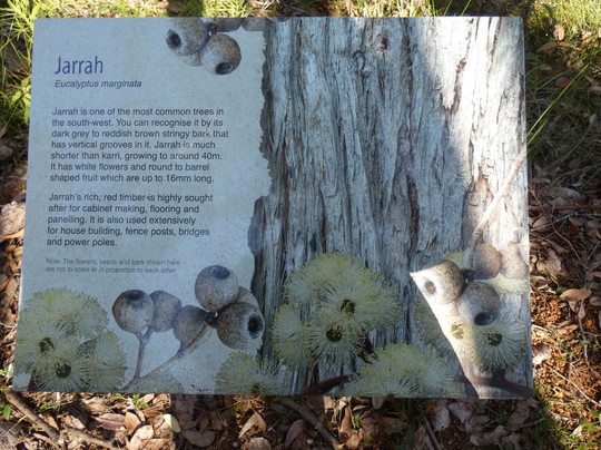 Great Forest Trees Drive