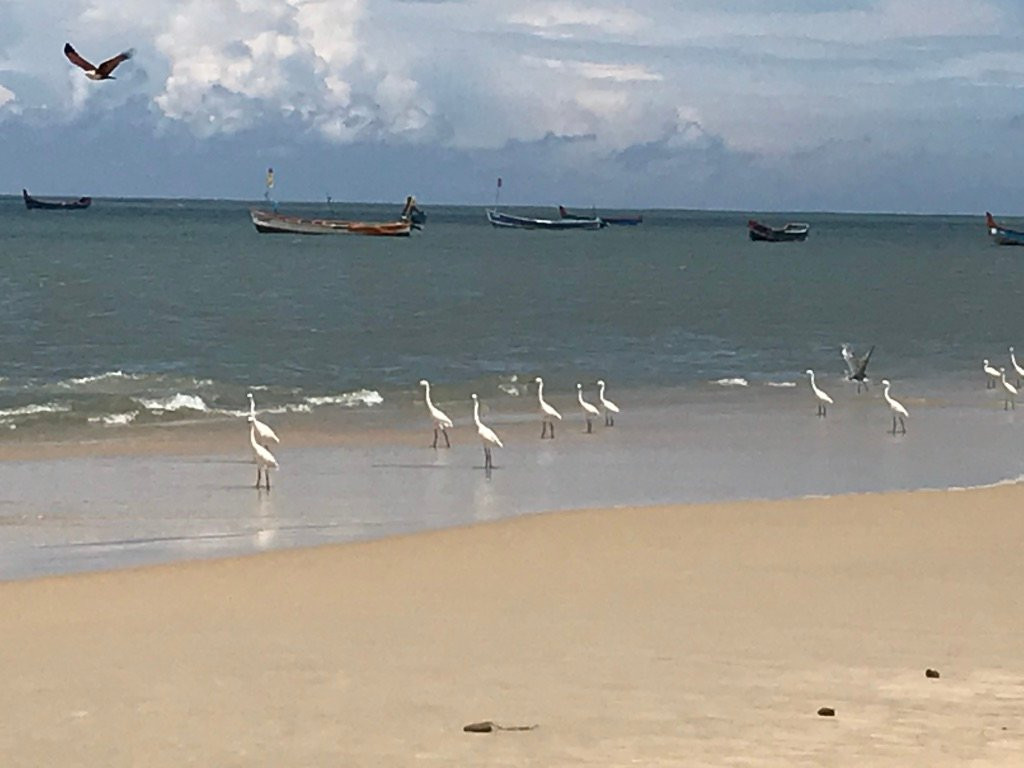 Flamingo Marari The Boutique Villa主图