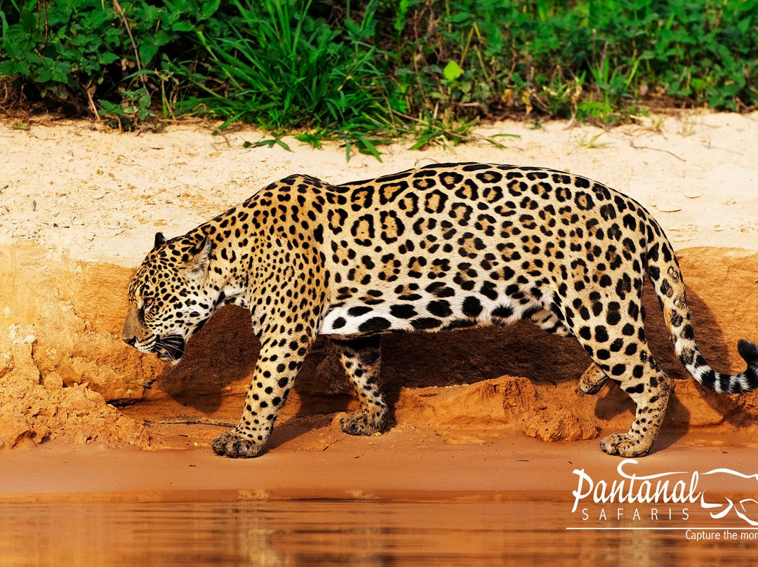 Pantanal Safaris景点图片