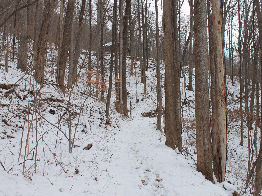 Norman Wilder Forest Trail景点图片