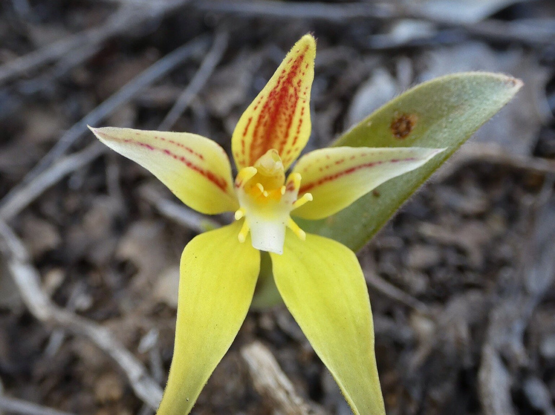Boyagin Rock Nature Reserve-Pingelly必去景点