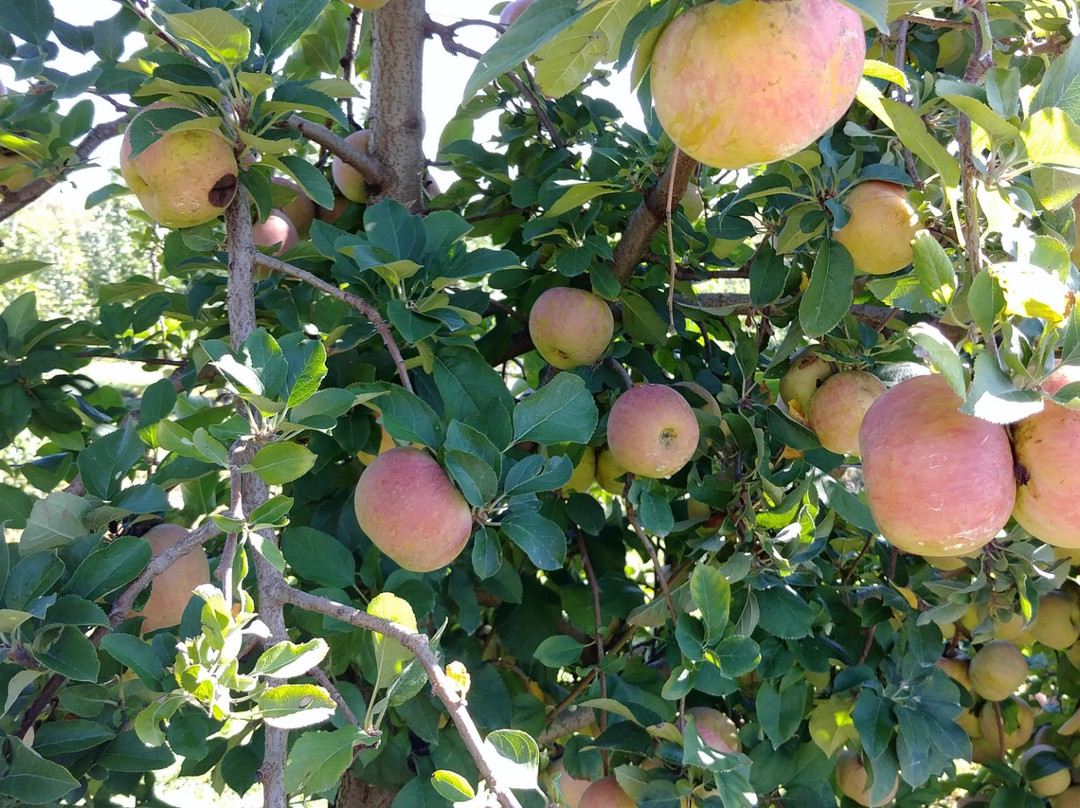 Reed Valley Orchard景点图片