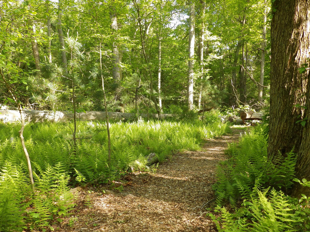 Mass Audubon North River Wildlife Sanctuary景点图片