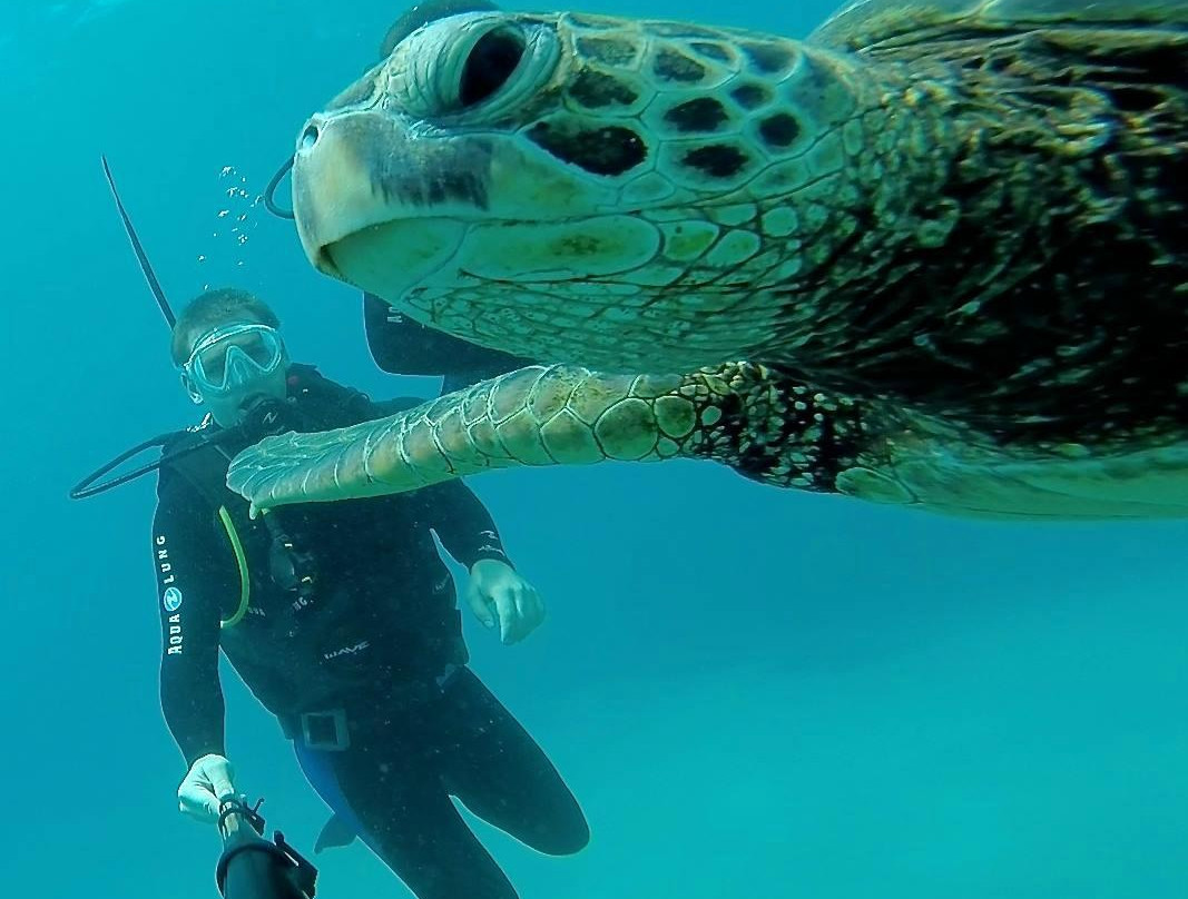 Dive with Dave-哈雷瓦必去景点