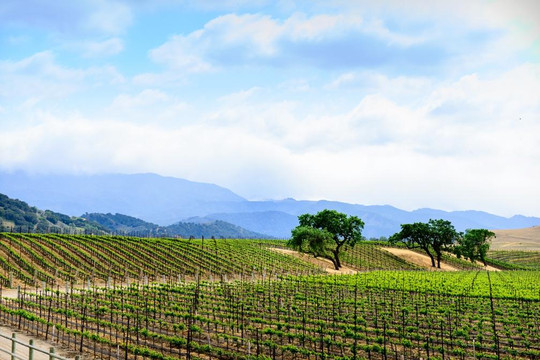 Crown Point Vineyards