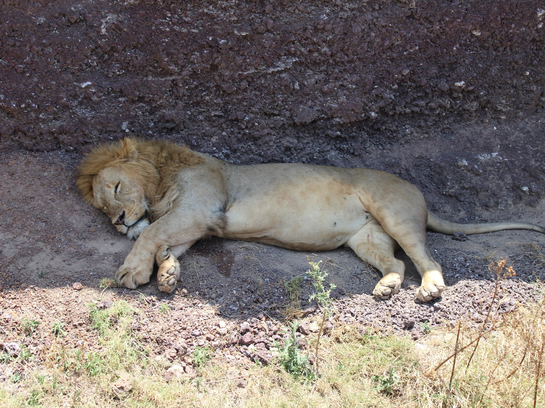 Uisso Adventures and Safari-莫西必去景点