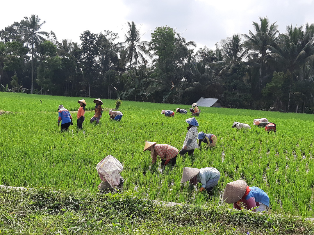 Kawah Ijen Guest House主图