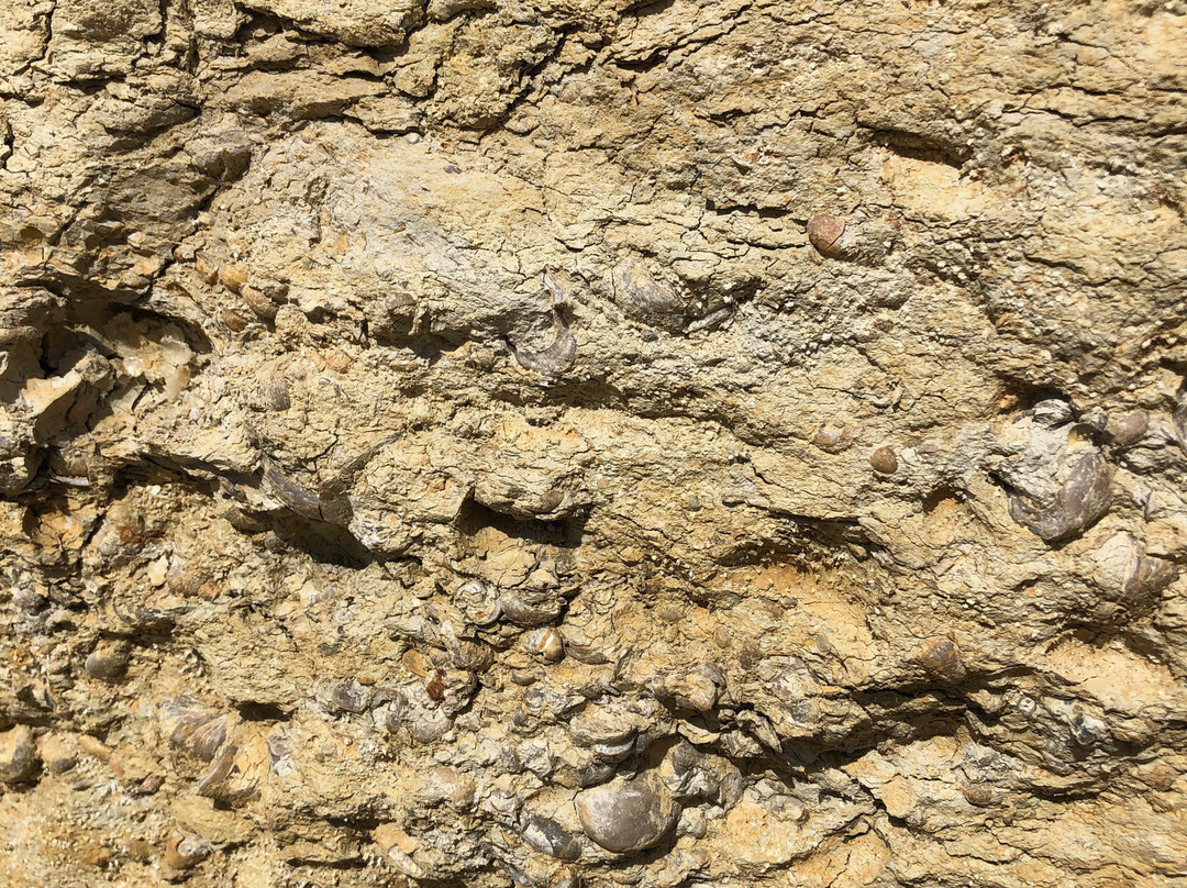 Red Gulch Dinosaur Tracksite-Greybull必去景点