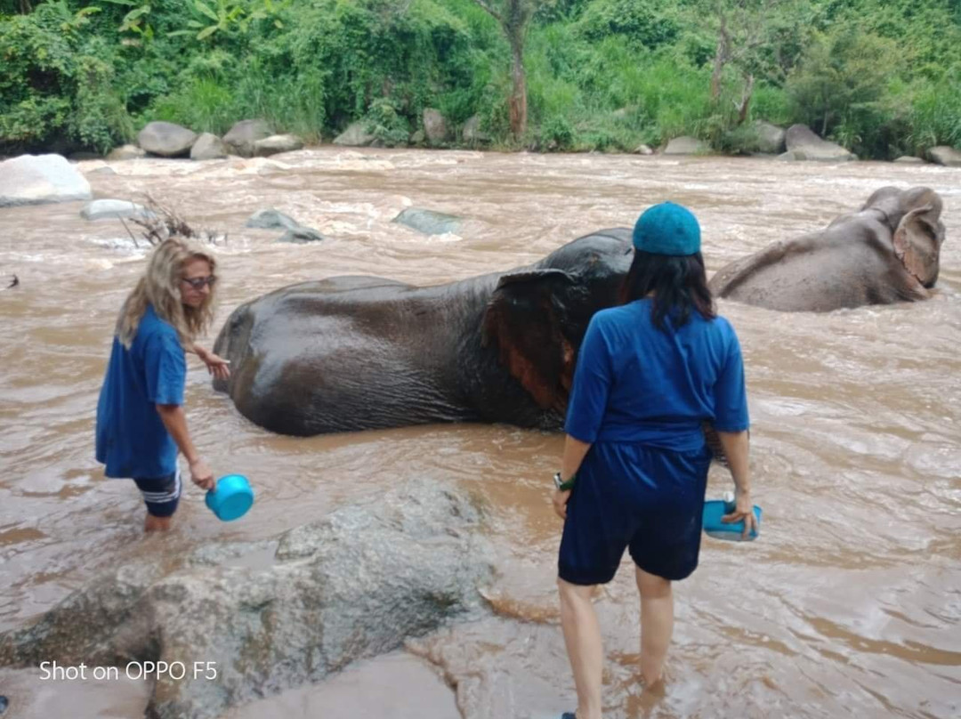 Elephant Sanctuary Adventure By Chiangmai Best Travel-Si Phum必去景点