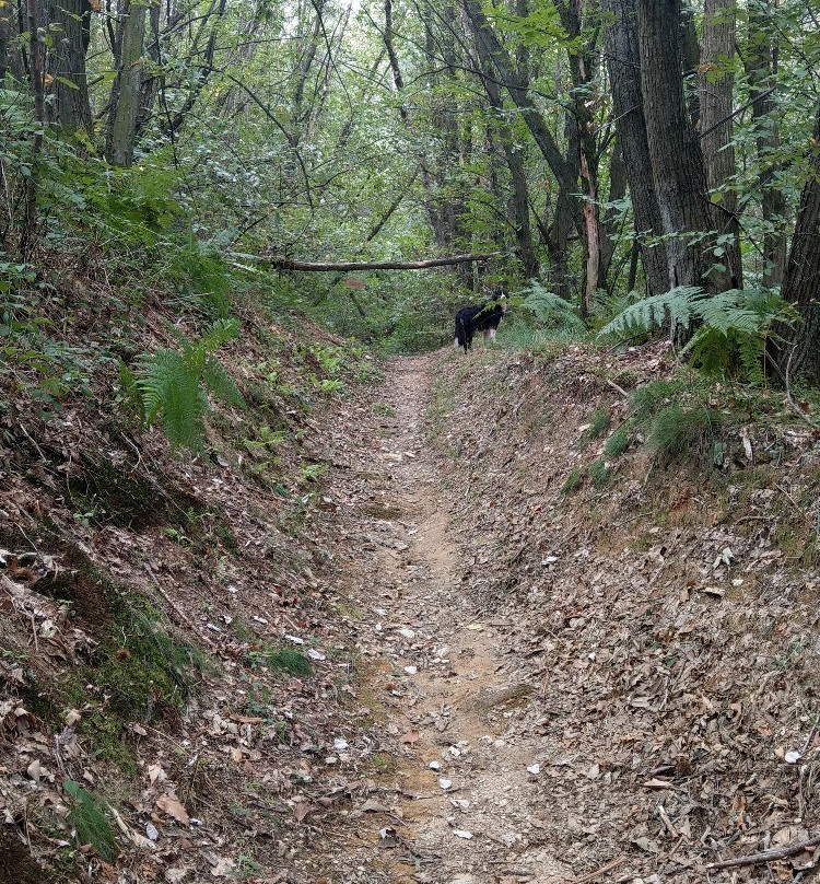 I Sentieri delle Volpi d'Invo - MTB Trails-Invorio必去景点