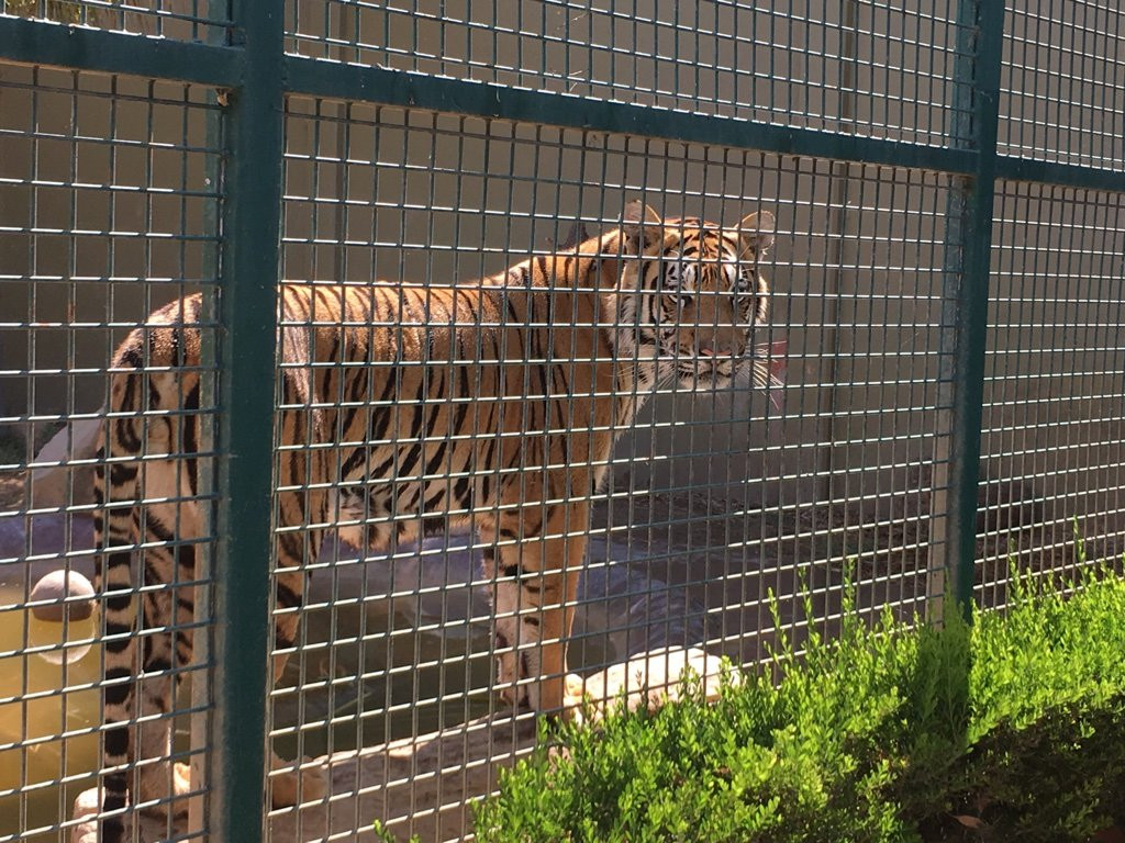 Zoologico Parque del Nino景点图片
