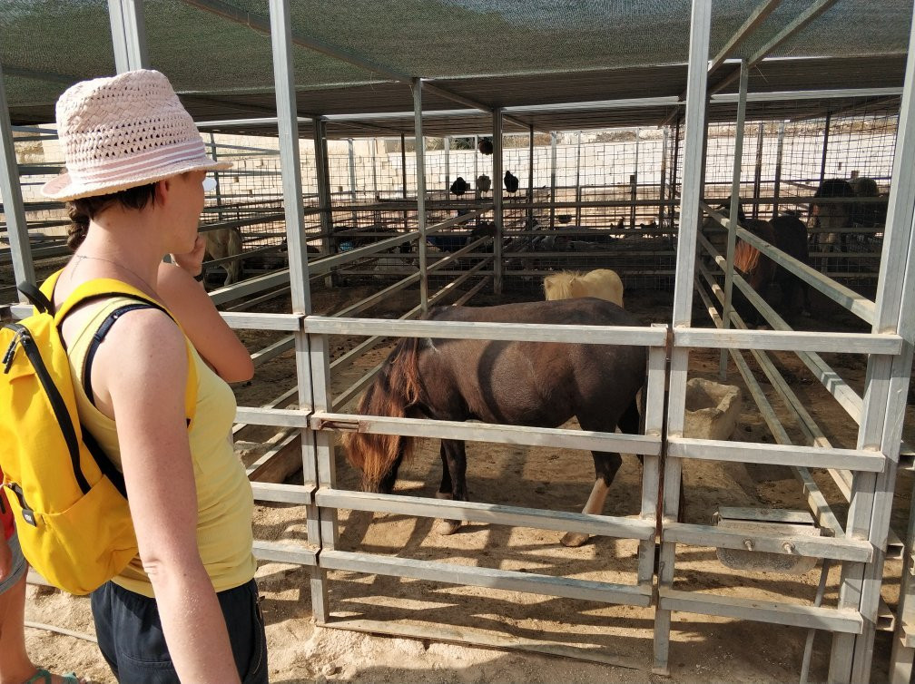 Dreams of Horses Farm-Xaghra必去景点