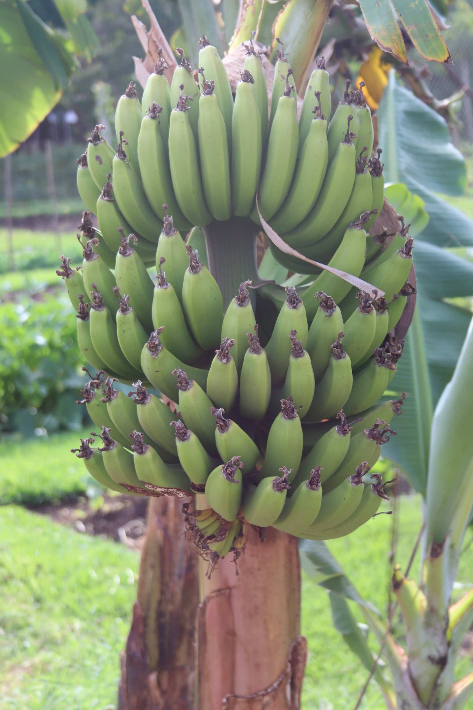 Lewa Wilderness-餐饮