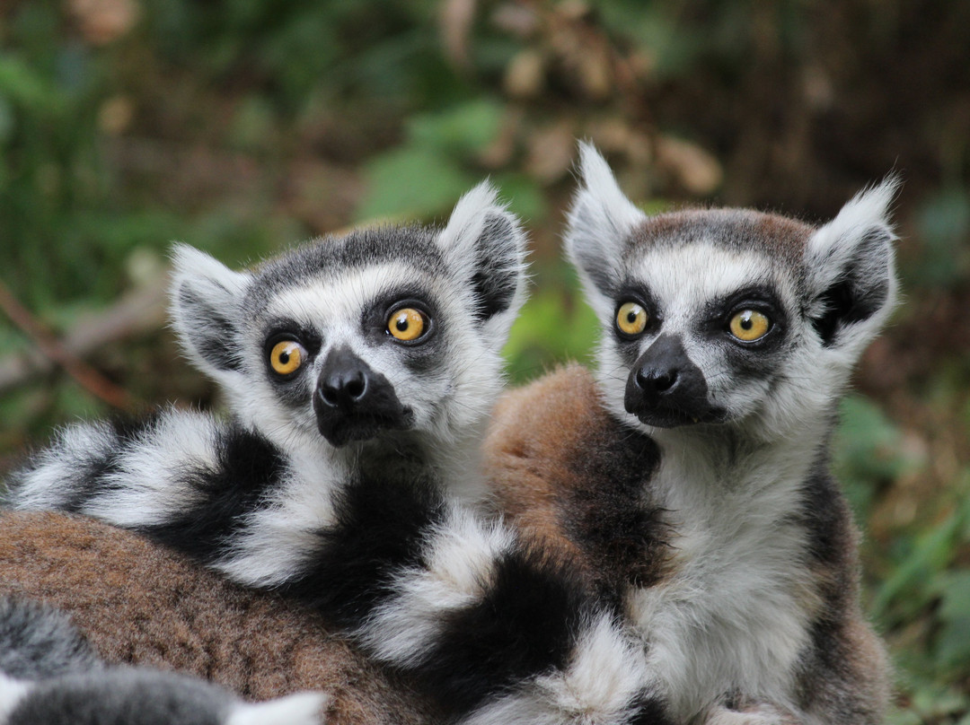 Parc Animalier de Sainte-Croix景点图片