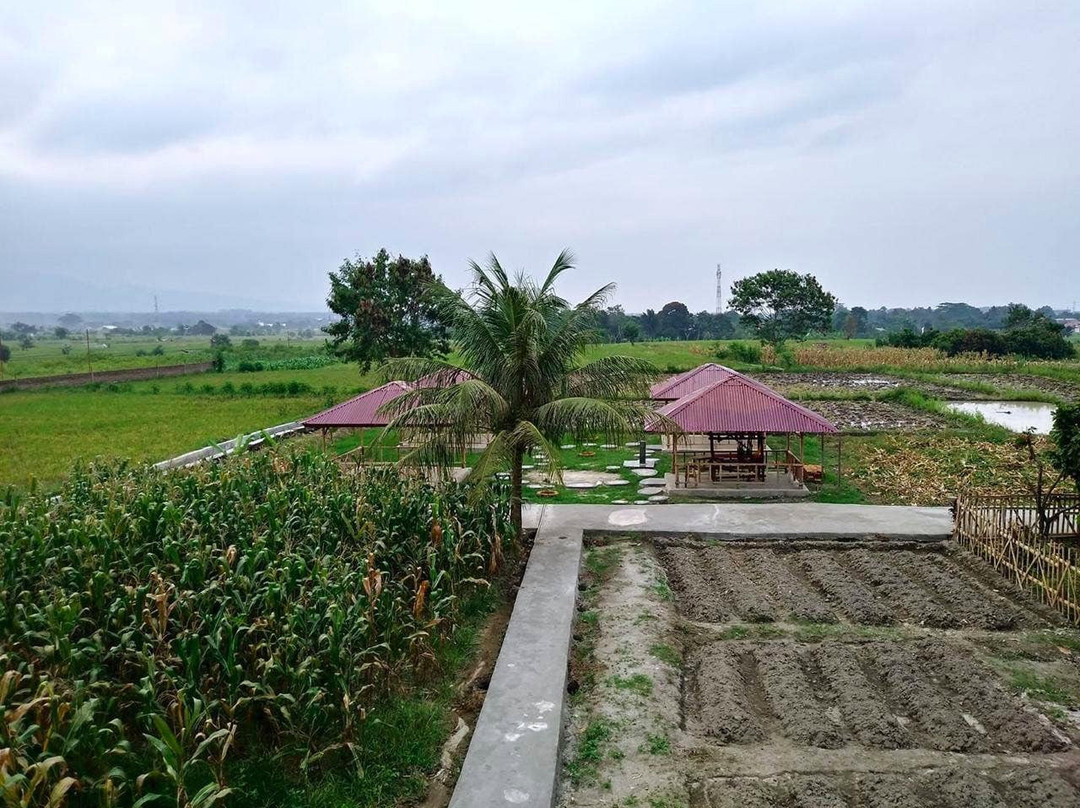 Jabu Sihol legacy主图